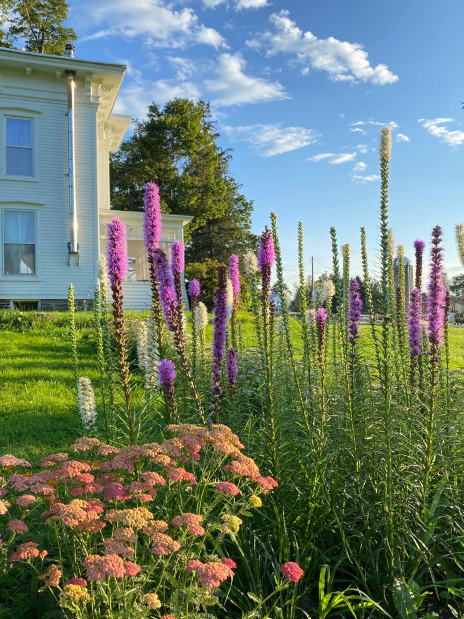 Bloom Farm Guesthouse Mount Vision Exterior photo